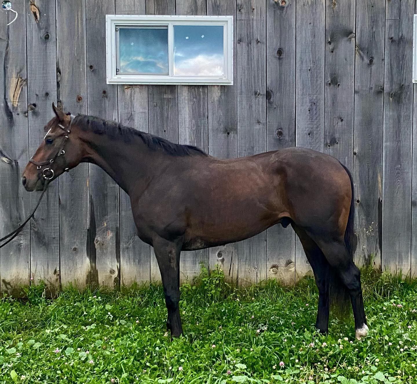 Frank, 2018 OTTB