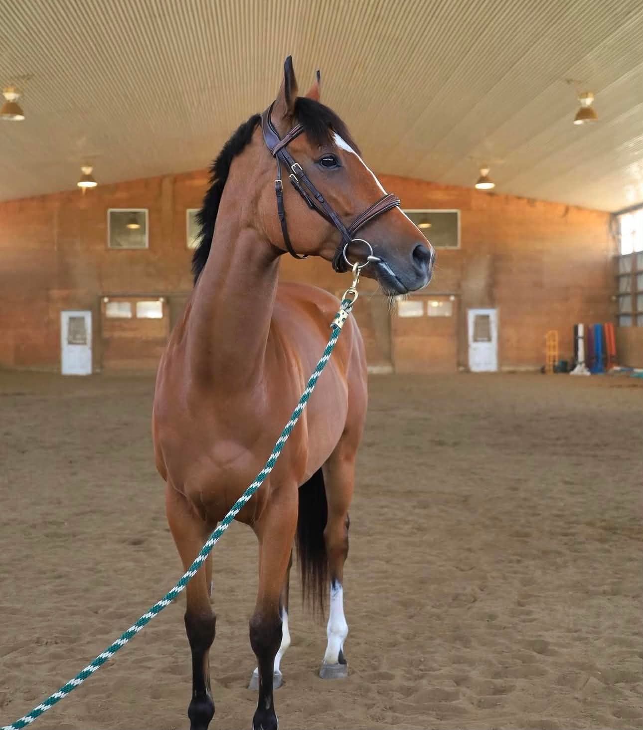 Goldie, 2018 OTTB