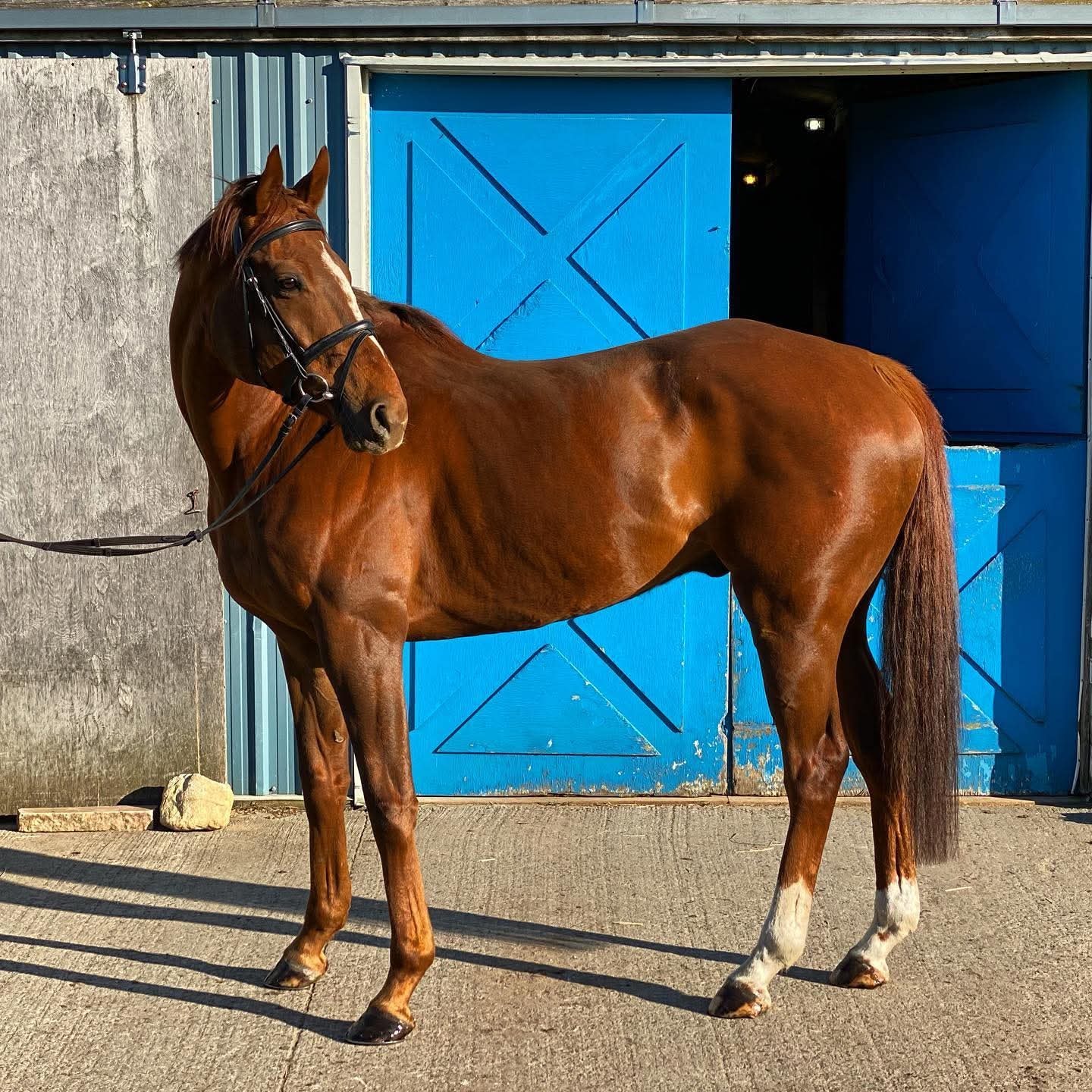 Jack, 2017 OTTB