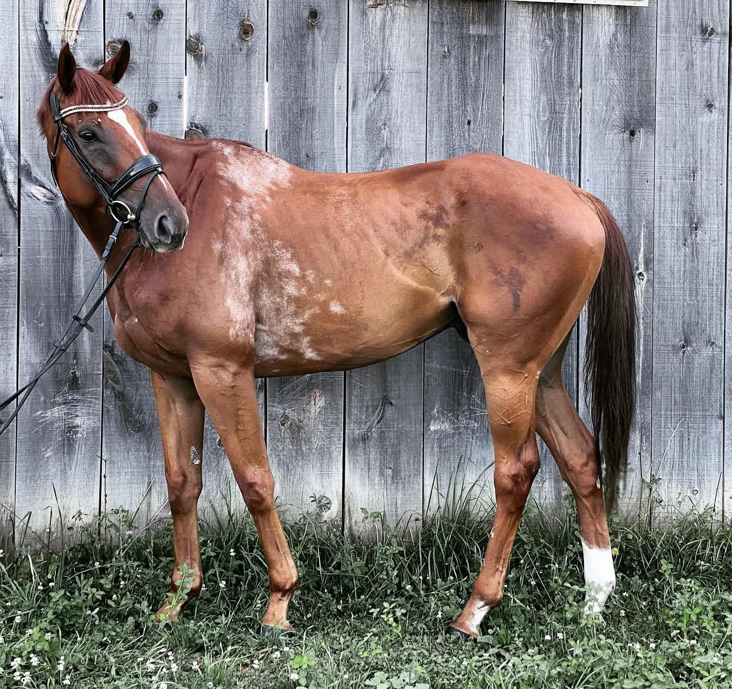 Joey, 2016 OTTB