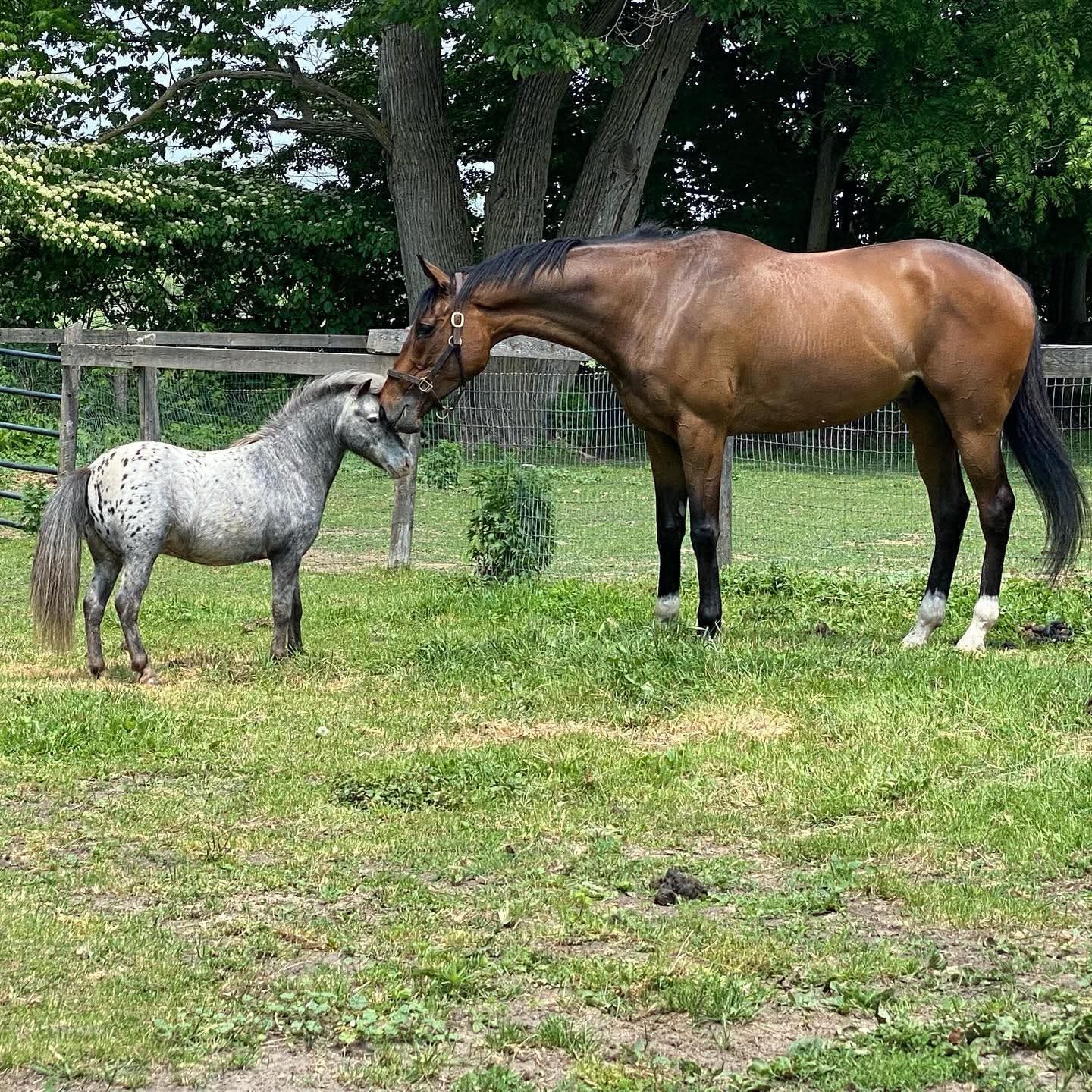 LukeCatJerry, 2017 OTTB
