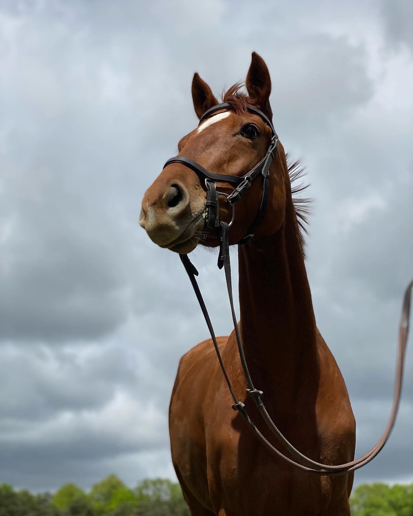 Rosa, 2017 OTTB