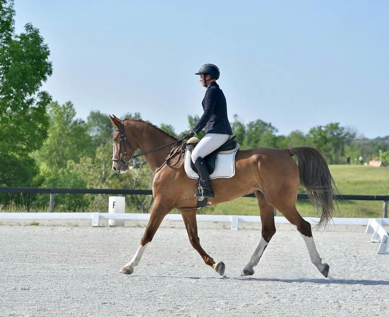 Plot Twist Larry performing dressage