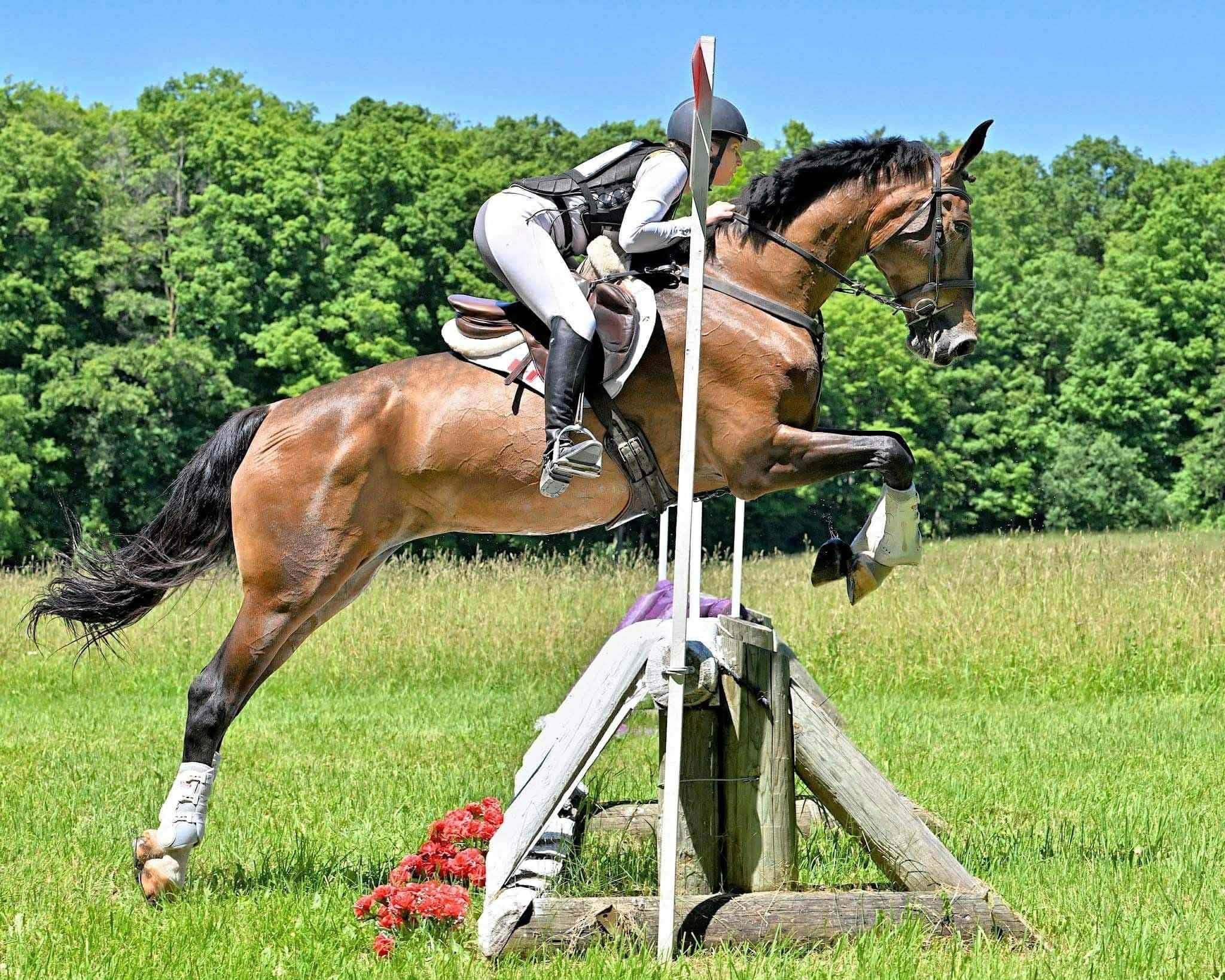 DHH x Dutch Warmblood mare jumping cross-country