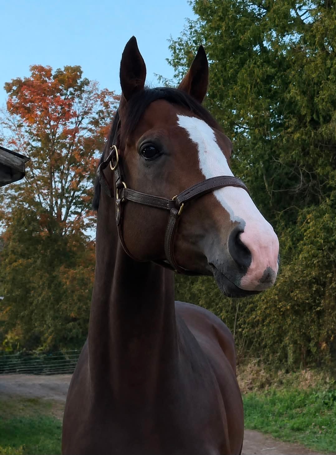 Sven, 2017 OTTB gelding portrait