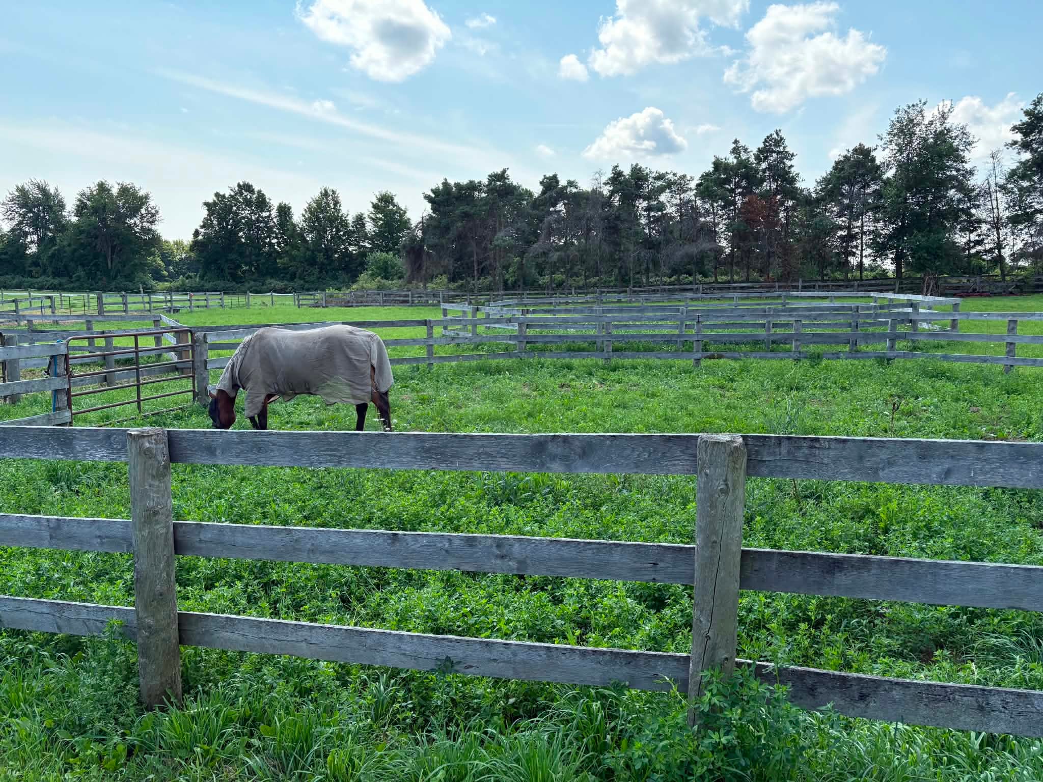 Grazing Pasture