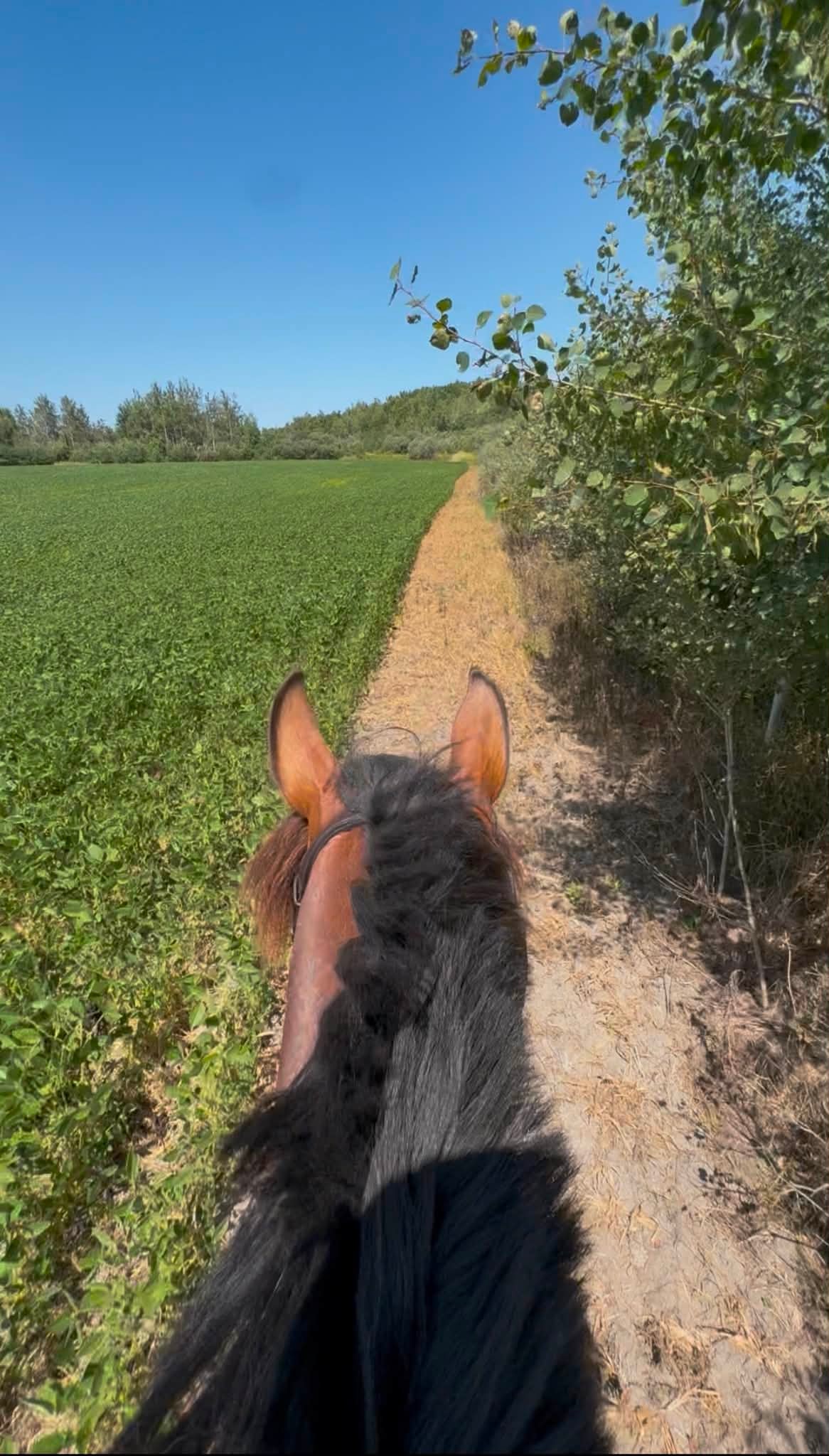 Hacking Trail