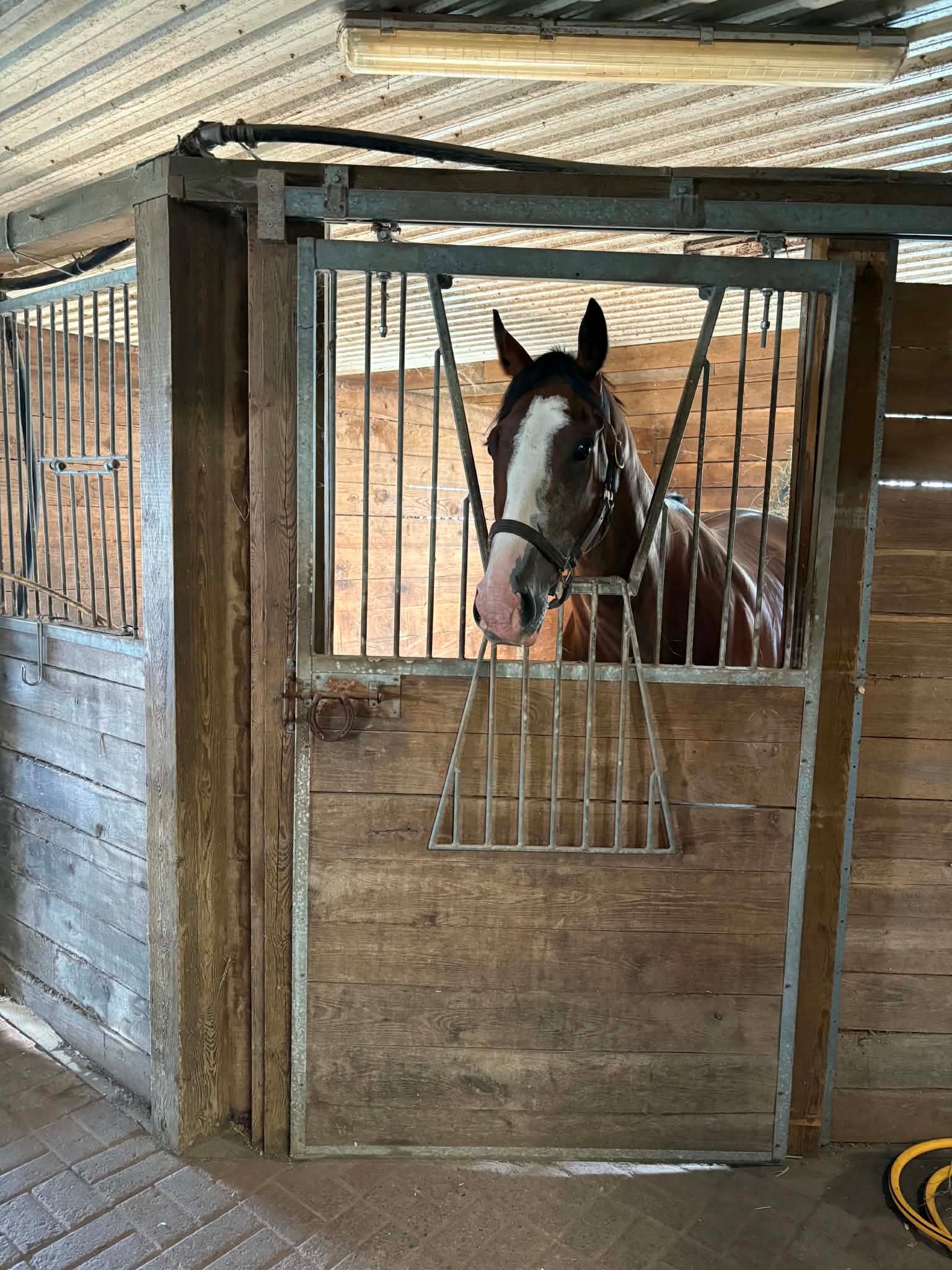 Horse in Stall