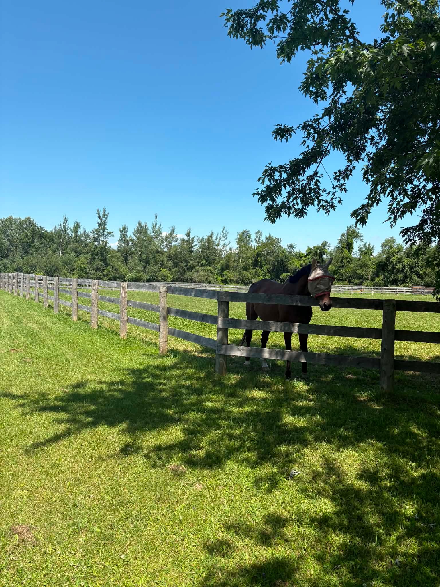 Pasture Turnout