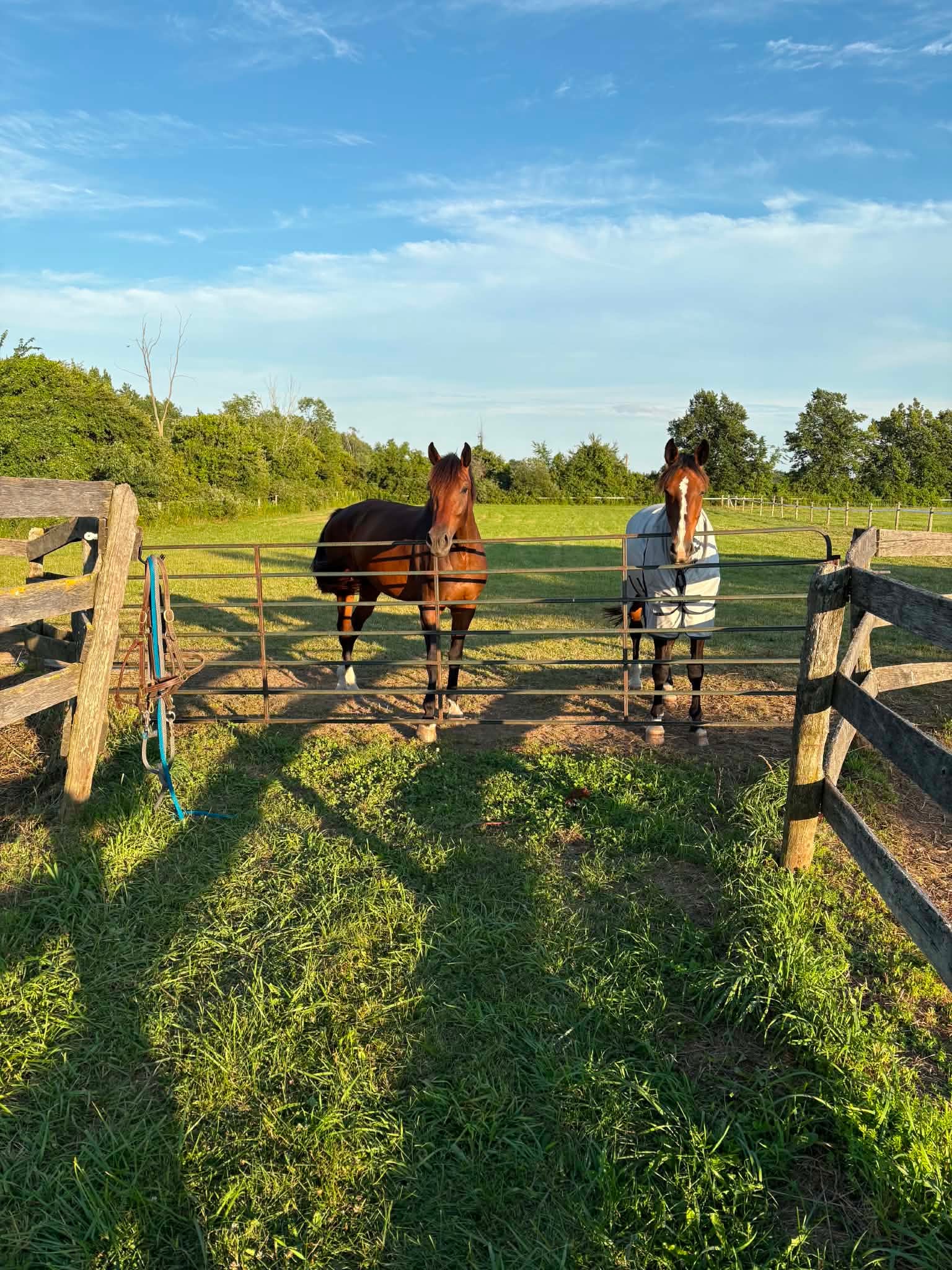 Pasture Friends