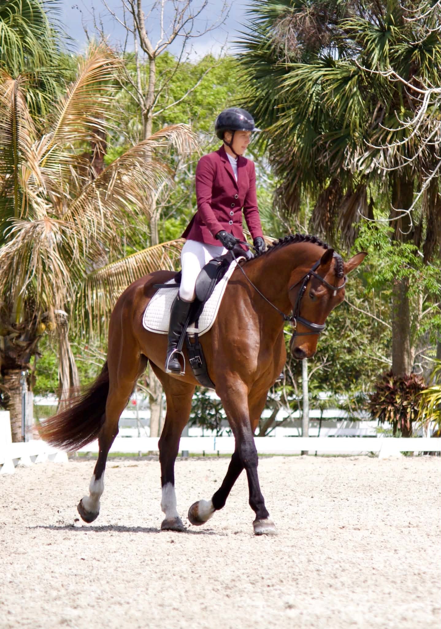 Horse and rider at Twisted Equine